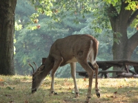 Deer at the campground